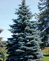 Ель колючая Блю Монтан (Picea pungens Blue Mountain)