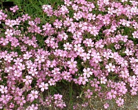 Гипсофила ползучая Розеа (Gypsophila repens Rosea)
