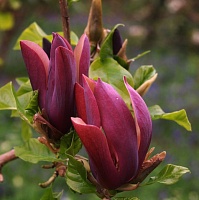 Магнолия бруклинская Блэк Бьюти (Magnolia brooklynensis Black Beauty)