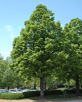 Липа американская Редмонд (Tilia americana Redmond)